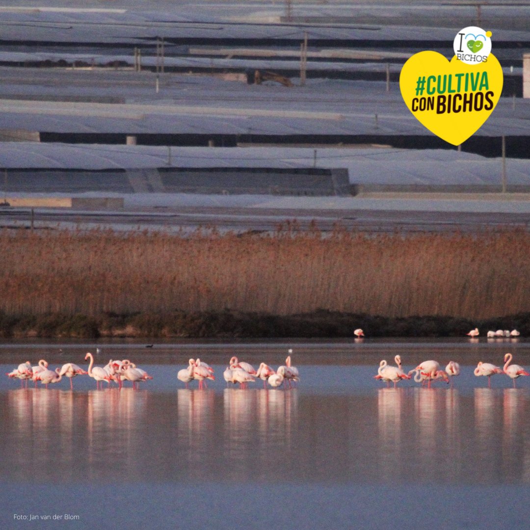 IBichos's tweet photo. Hoy se celebra el #DíadelosHumedales ‼️ En Andalucía se ubican diferentes, entre ellos podemos destacar #PuntaEntinas. Un entorno repleto de #biodiversidad y especies que únicamente se encuentran ahí en determinadas épocas del año.
#CultivaConBichos💚
Sigue leyendo 🧐👇 https://t.co/OFNuIVPkFJ