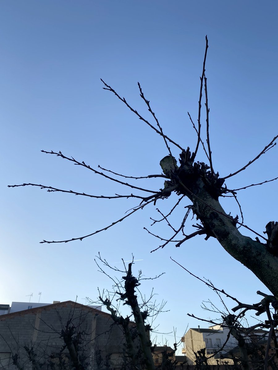 SegreSegur's tweet photo. Avui és La Candelera!

Com ja sabeu... Si la Candelera plora, l'hivern és fora.
I si la Candelera viu, l'hivern és viu!

A casa nostra riu, i ben fort... Tenim hivern per dies! ❄ https://t.co/EQacySvYRt