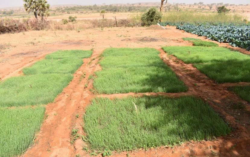 ambafr_au_niger's tweet photo. L'ambassade 🇫🇷 accompagne la Fédération des coopératives maraîchères du #Niger dans le cadre du fonds #PISCCA 🇫🇷🤝🏼🇳🇪

La FCMN-NIYA soutient l'autonomisation économique de 48 producteurs de la région de #Niamey, via la production et la commercialisation d'oignons organiques. https://t.co/uJ6FSvDDZo
