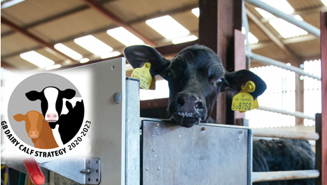 Did someone say Great British Calf Week? 
We are excited to be celebrating the GB Calf Strategy this week. 

 <a href="/AHDB_Dairy/">AHDB Dairy</a>   <a href="/NFU_Dairy/">NFU Dairy</a>

#businessofbeef #bladefarming #GBCalfweek