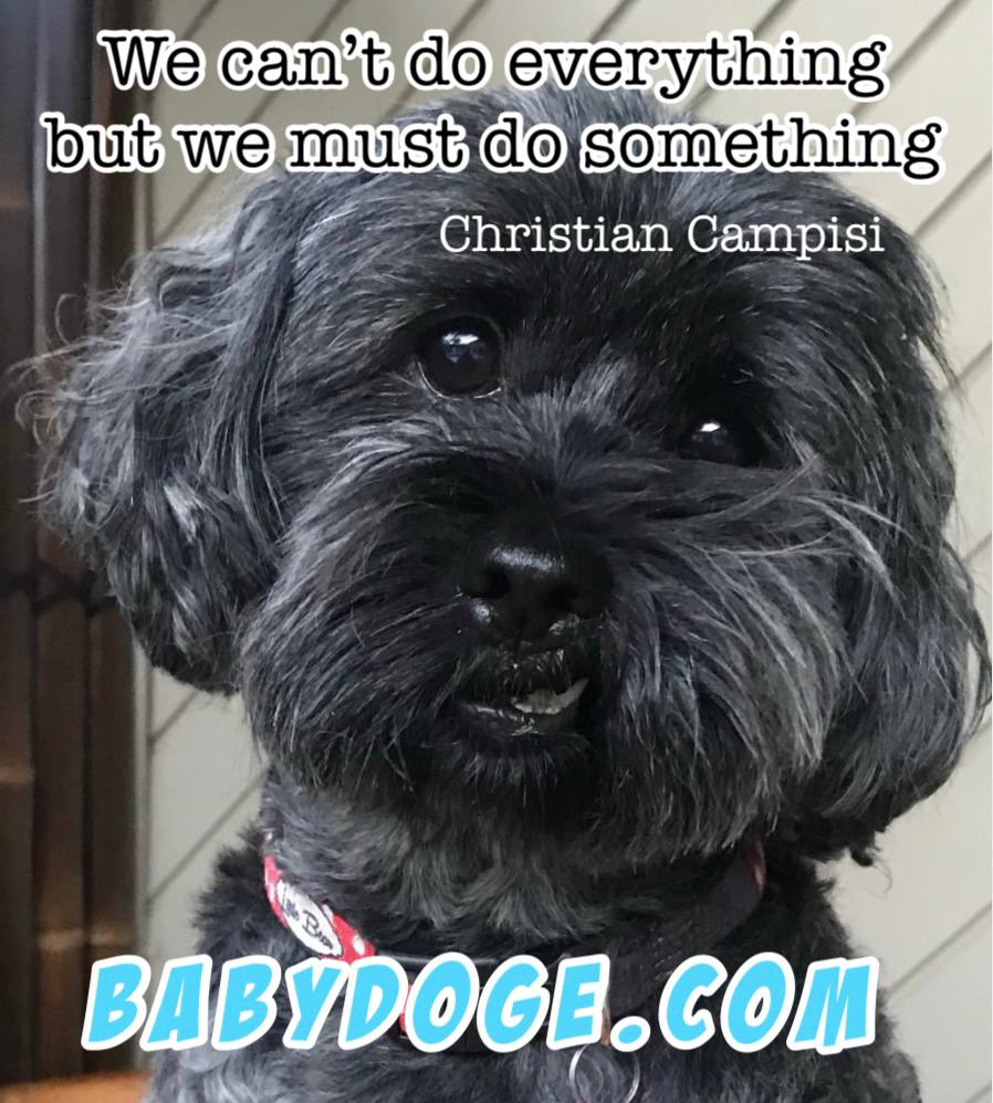 XenMatic's tweet photo. @DannyDaCat @baby_dooom_dodo @babydoge @ReflectionsBaby @mcpesto @AGCRYPTOPR #babydogecoin #babydoge https://t.co/lHYAau8i6A