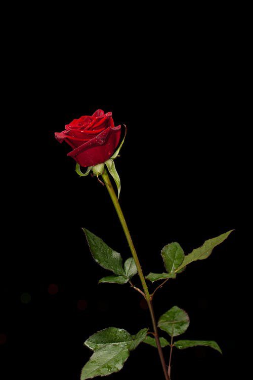 Highfields Florist tweet media