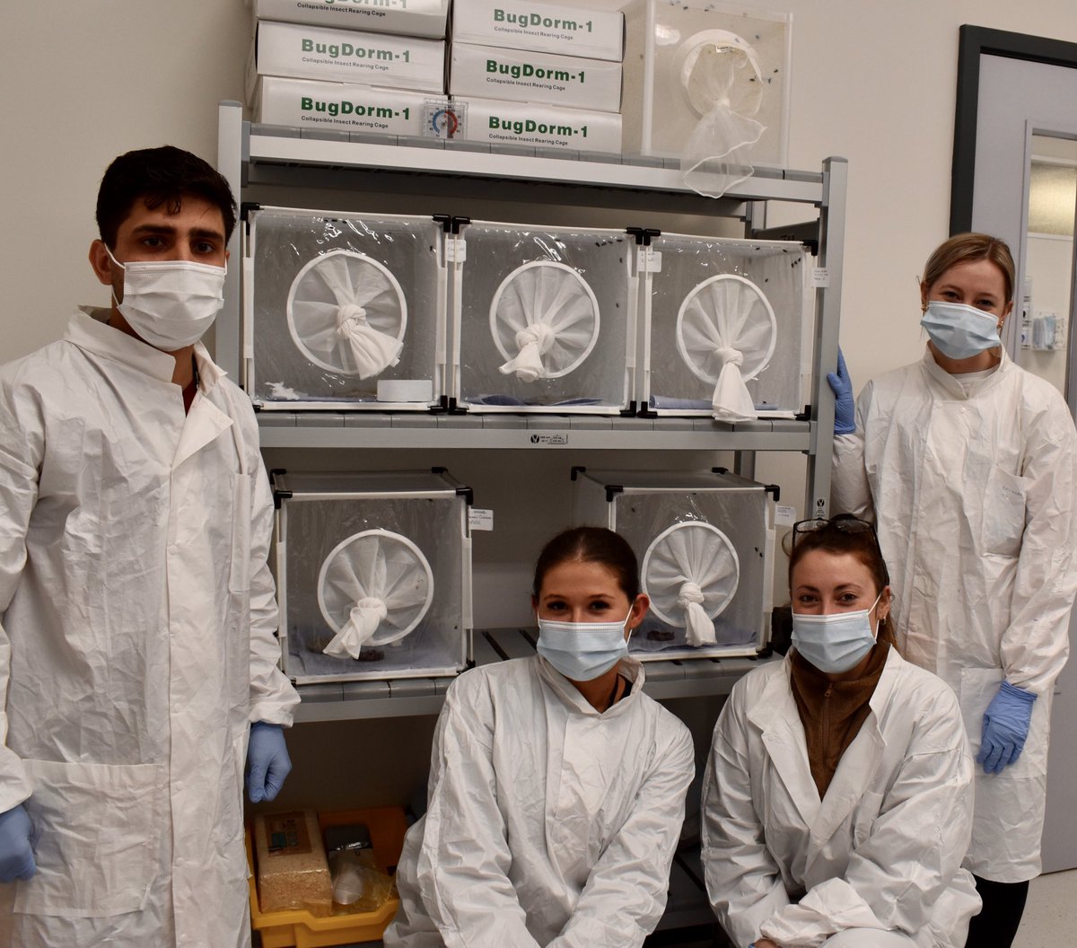 What a difference a year makes! Brilliant having our #FinalYear #ForensicScience students undertaking their #ResearchProjects on campus. 😊Here’s a few from our #ForensicEntomology group making good use of our new #insectary. 🕵️‍♀️🪰👨‍🔬
#BedsLife #MakeYourMake #STEM