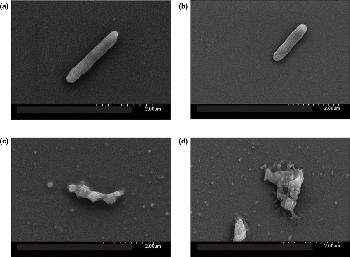 Researchers in #MicrobioJ identified and developed new antimicrobials in response to #AMR and found that poly glucosamine disrupts Pseudomonas aeruginosa biofilms and enhances bacterial clearance. Read online: doi.org/10.1099/mic.0.…