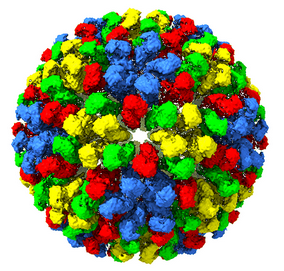 EMDB_EMPIAR's tweet photo. Hot off the press! Plant-expressed virus-like particles (https://t.co/HsBr2G8e2u) reveal the intricate maturation process of a eukaryotic virus. Read all about it @CommsBio (https://t.co/jnH9ne8DZl) by @Lomonossoff_Lab and colleagues! #TheBeautyOfViruses #EMDB_EMPIAR https://t.co/TINXkTmupP