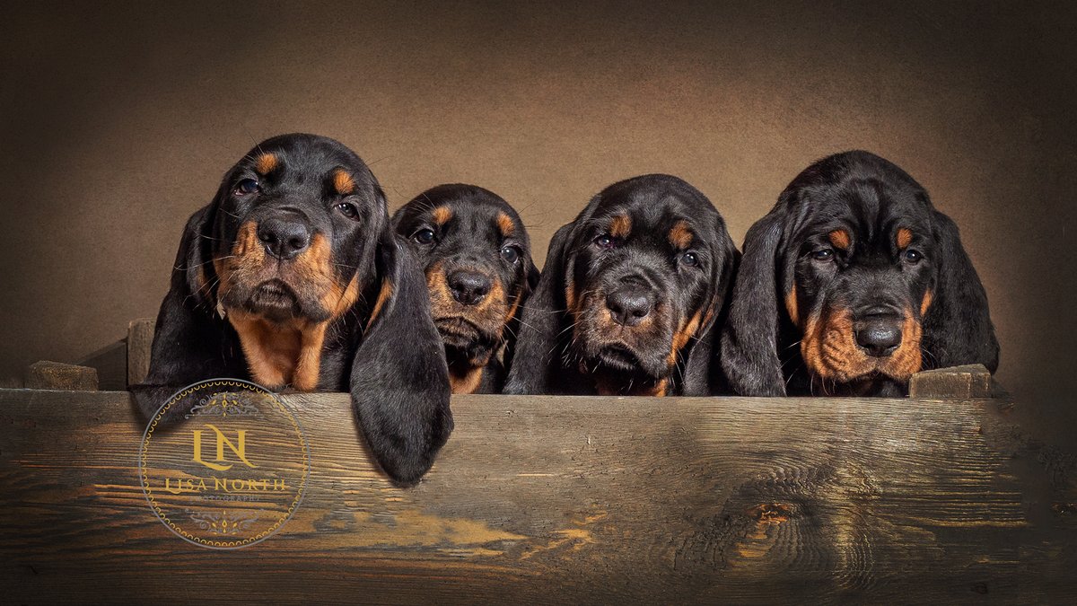 Read all about what I am up to in my first communication of the year right here mailchi.mp/lisanorthphoto…
#photographernorfolk #petphotographer