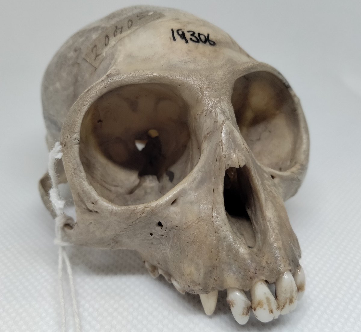 mark_carnall's tweet photo. There's a triple trouble of #MuseumBasedResearch visitors in the @morethanadodo zoology collections today looking at; primate cranial morphology; bird feathers and health; and archaeological faunal remains. https://t.co/R3uuXgLYww