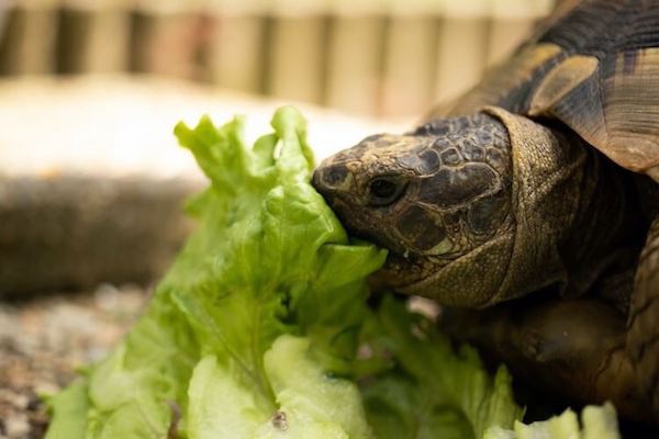 PupNFriends's tweet photo. When feeding your pet turtle, it's important to feed them only what they need and not what they want.

Read more 👉 https://t.co/UI4mN4Gs0x

#PetTurtle #Reptiles https://t.co/krWiUSvxfe