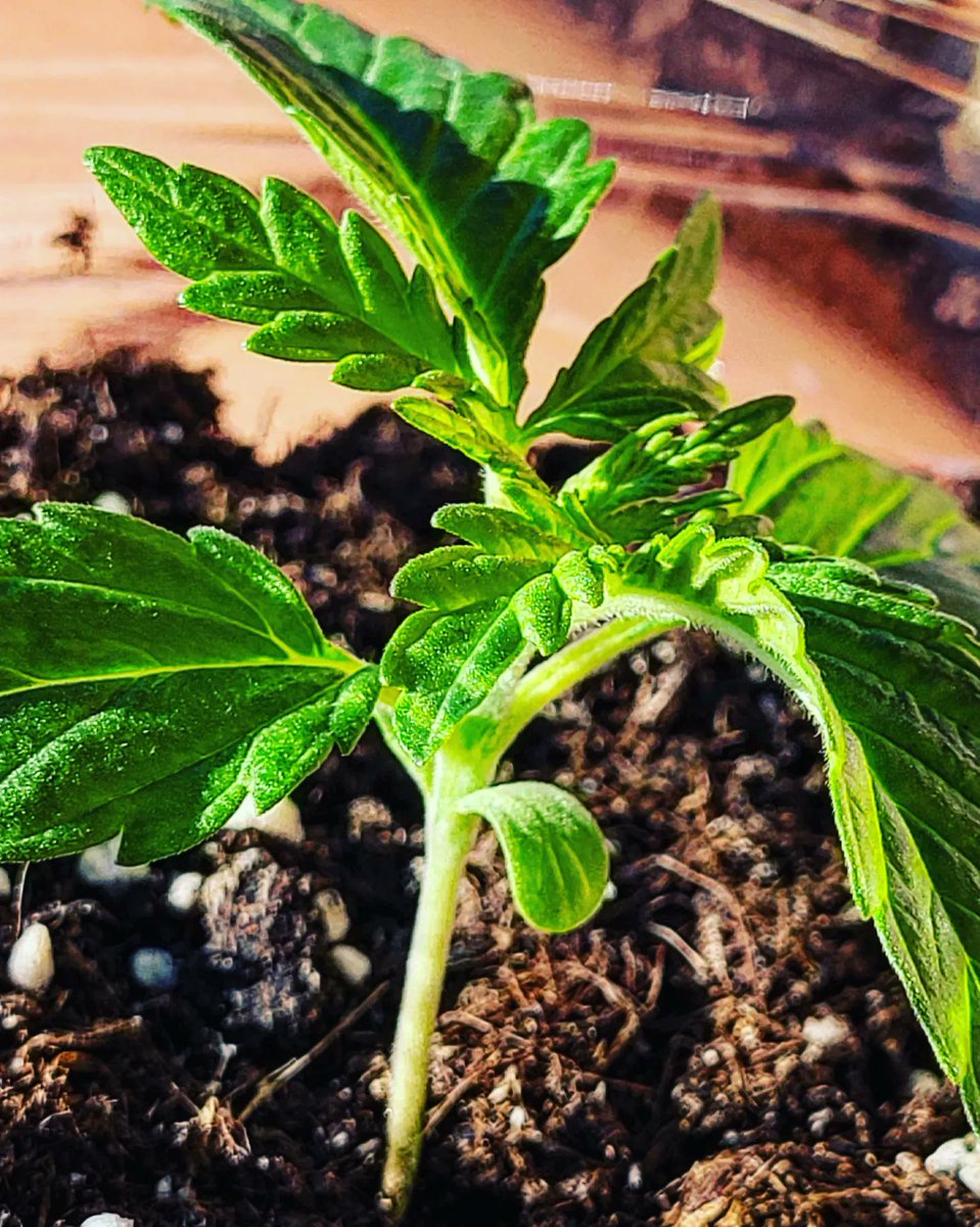 🌱🌴Vigía Tropical🌴🌱 tweet media