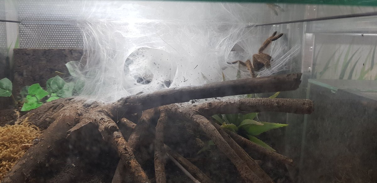 Arachneed_'s tweet photo. #Pterinochilu #murinus #tcf https://t.co/OxO71VxlOj