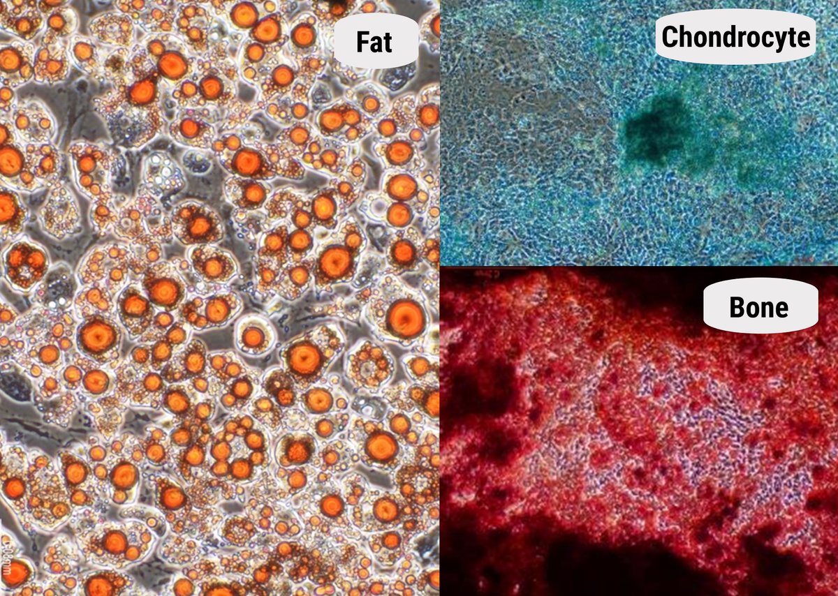 IBioIC's tweet photo. 💥 @IBioIC’s Jan 22 Newsletter is out now! Don’t miss 

@RoslinTech’s joint funding award from the Transforming Food Production programme to support the cultivated meat sector’s increasing demand for robust cell lines. 🥩

https://t.co/u1PLX0iGwC https://t.co/J5mjE0HEwI