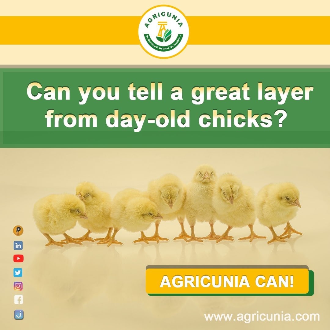agricunia's tweet photo. Best selling AGRICUNIA eggs are produced by hens kept in our bio-secured farms which are well fed on naturally enhanced wholesome grain-based rations. The eggs produced are a great source of nutrition to both children and adult alike.
#agricunia #bioorganic #agro #eggs #seyishay https://t.co/3sKNZCMxZJ