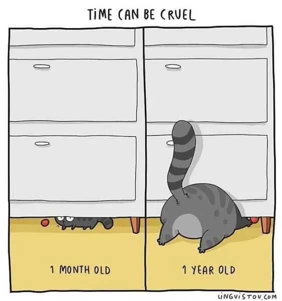 AlysonMeadowcr1's tweet photo. @LyleVieanne @AllotmentCat I did think that!!Love this one but Robert had better not show it to Darling Dorothy!๐น๐น especially after yesterday's video of #CatFlapGate https://t.co/tQ0bvP3Thf