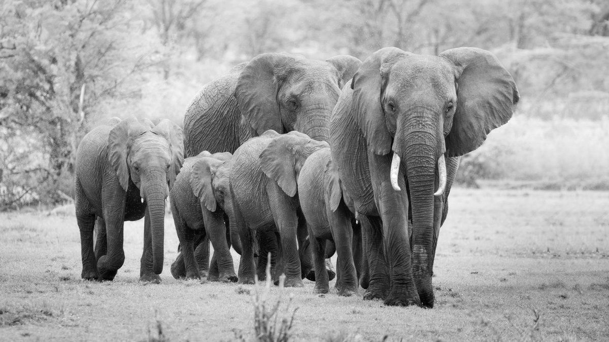 A herd of elephants makes its way from the Mara River after a refreshing drink. 

Photo by <a href="/yardleyafrica/">Matt Yardley</a> 

#WildEyeSA #Africa #Travel #BucketList #RevengeTravel #Wanderlust #TravelAfrica #Kenya #Travel2022  #SeeTheWorld #TravelJunkie #MasaiMara #GreatMigration #WEMaraMagic