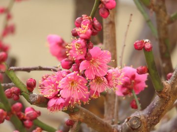 大阪天満宮梅まつり22 開花状況や見頃 梅盆と刀剣展など紹介 情報発信ブログサイト Blue Rose