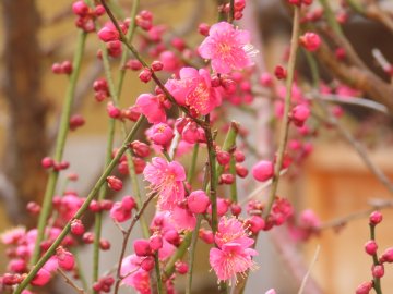 大阪天満宮梅まつり22 開花状況や見頃 梅盆と刀剣展など紹介 情報発信ブログサイト Blue Rose