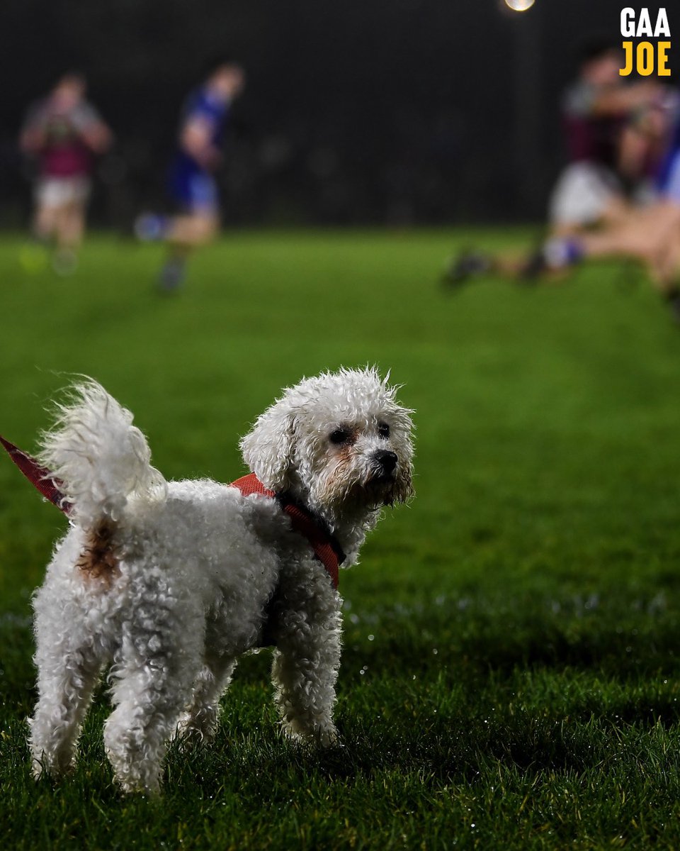 GAA JOE tweet media