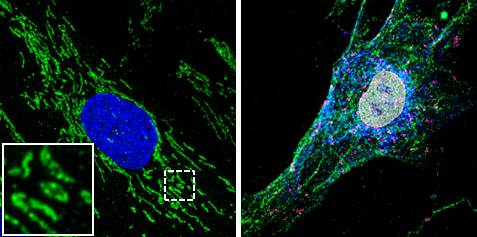 Palau & Hoenicka GenomicScientia-Lab tweet media