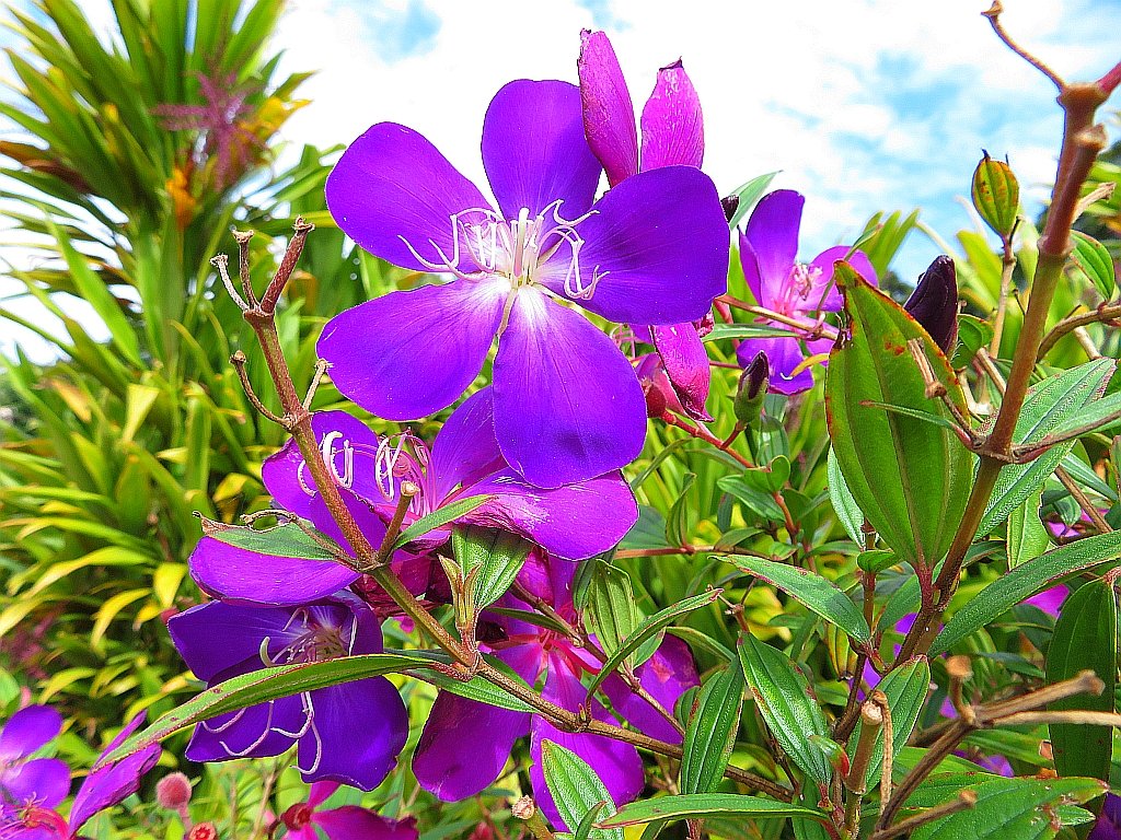 薄日の射す天気、シコンノボタンの深い紫色の花が、とても鮮やかです。 The weather in the light of the sun. The deep purple flowers o