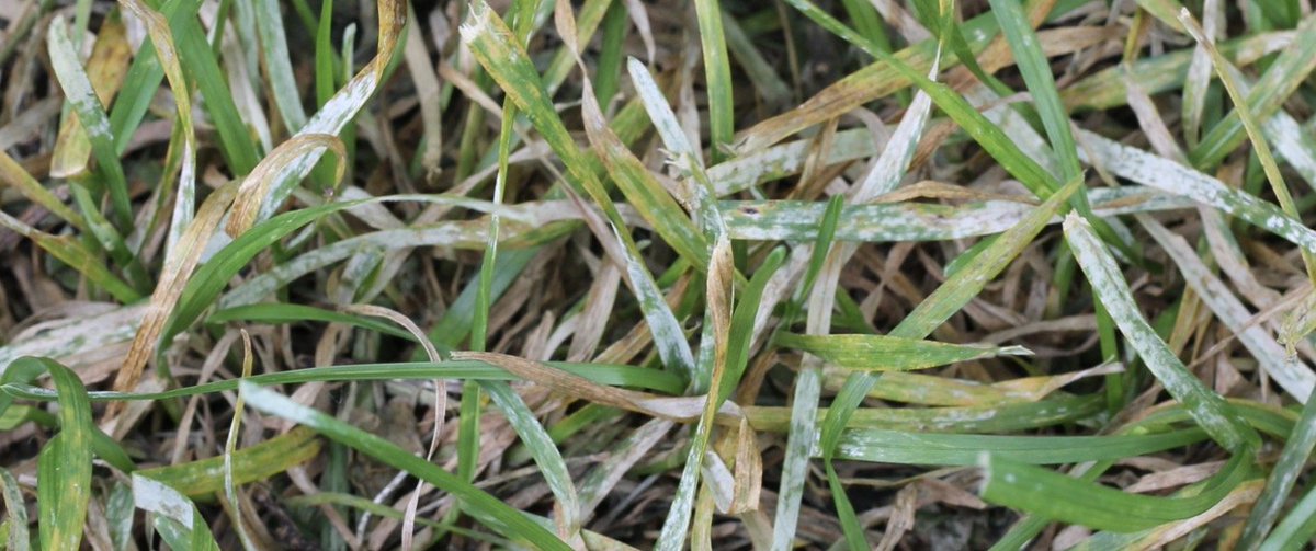 Talking_Turf's tweet image. Pythium 
SUBDUE MAXX is one of the best preventative and early curative systemic #fungicides for effective control of #Pythium in your #golf course greens.
Find out more below talkingturf.co.za/product/subdue/