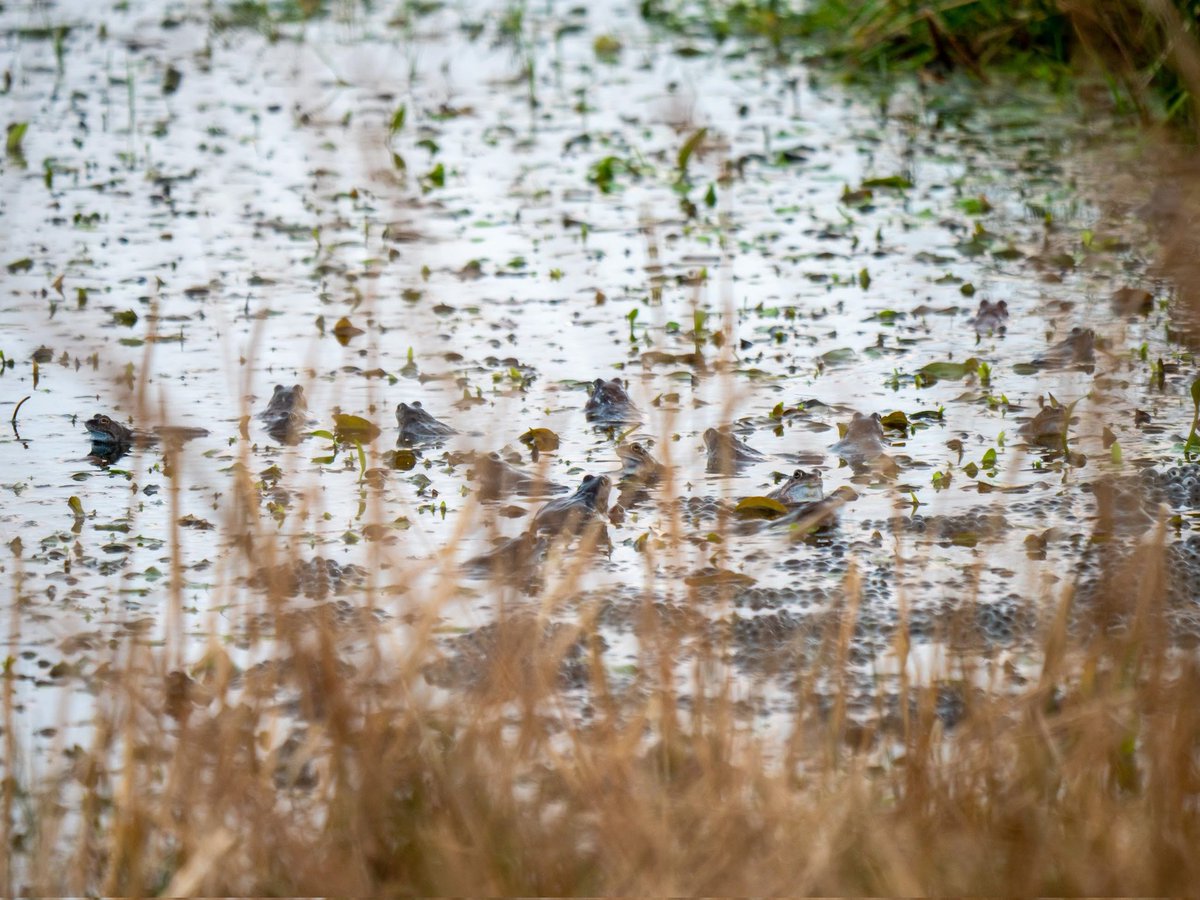 WildIreland's tweet photo. @WetlandSurveys Job number 1: stop unscrupulous corporate interests like @WestCorkDistill from destroying wetland habitat like this. @SaveTullig #SaveTullig #WorldWetlandsDay https://t.co/kX9kQwUjdv