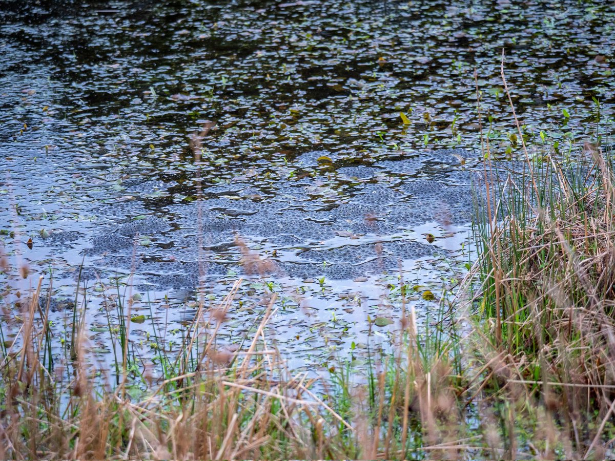 WildIreland's tweet photo. @WetlandSurveys Job number 1: stop unscrupulous corporate interests like @WestCorkDistill from destroying wetland habitat like this. @SaveTullig #SaveTullig #WorldWetlandsDay https://t.co/kX9kQwUjdv