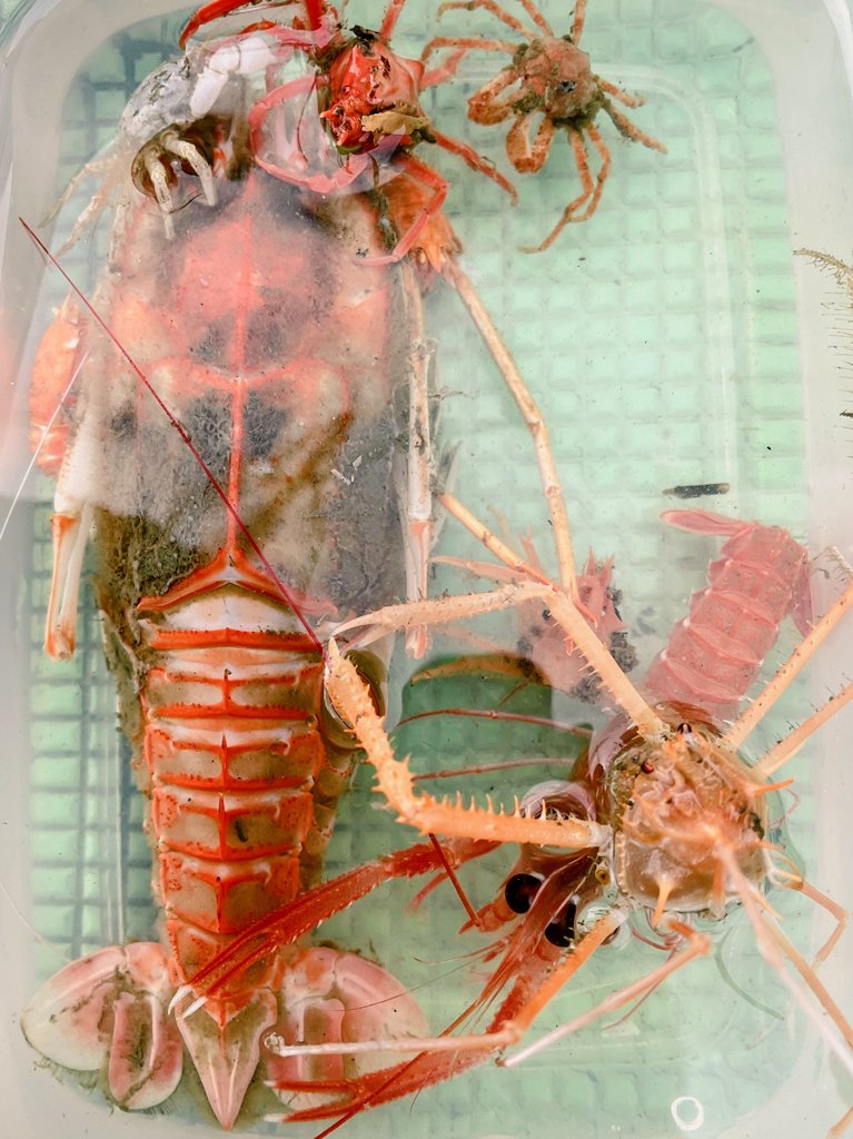 shinkaigyo_ch's tweet photo. これからは英語投稿にも挑戦してみようと思う🤗（グーグル翻訳💦）

Deep sea shrimp and crabs. 
There are various shapes and it's interesting.

#Japan,#Shizuoka,#Heda,#Deep_Sea,#Suruga_Bay,#Traditional_Trawl_Fishing https://t.co/qSXTB6MF6X