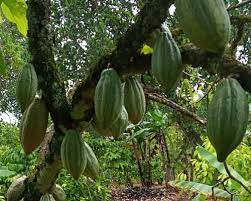 MukankanikaDona's tweet photo. #AgricSectorUg , The @GovUganda & @MAAIF_Uganda have prioritized Cocoa as one of the strategic commodities in the agricultural as of today , Intending to increase food, nutrition, income security and improve the country’s export. #ProductiveFarming https://t.co/UDnJfskW2b