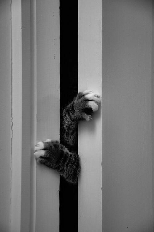 Кошка выглядывающей из за угла