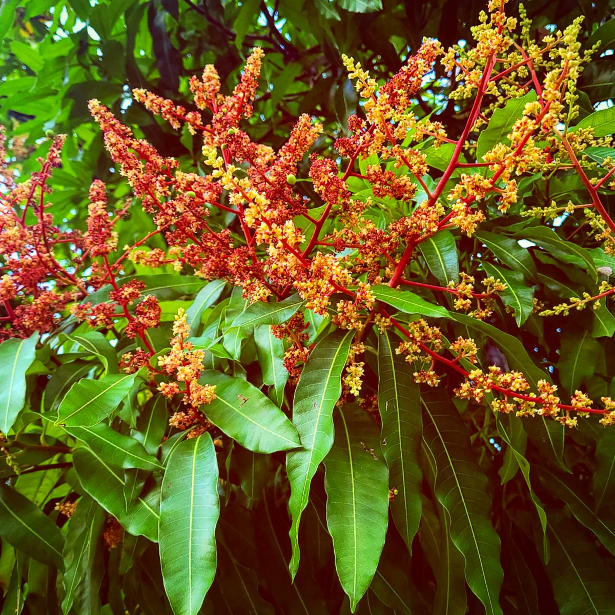 Carnaxa's tweet photo. Yall Trinidad is in bloom and I absolutely living for it! It is sooo nice to witness while making my way home after my morning runs🥰 https://t.co/oTbd9mP9s8