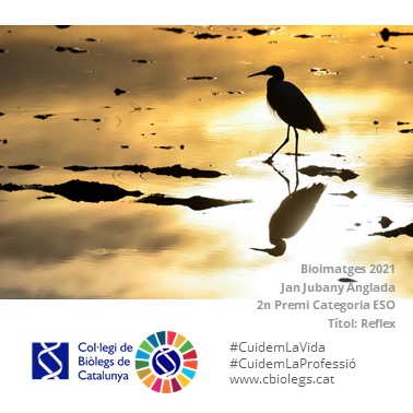 BiolegsCAT's tweet photo. Els aiguamolls són un dels ecosistemes més amenaçats del planeta i llocs clau per preservar la #biodiversitat, la migració de les espècies, el balanç i qualitat d'#aigua dels aqüífers i lluitar contra els efectes del #canviclimàtic. 

2/5
#BiòlegsCAT
#CuidemLaVida https://t.co/jBOBd2zGiB
