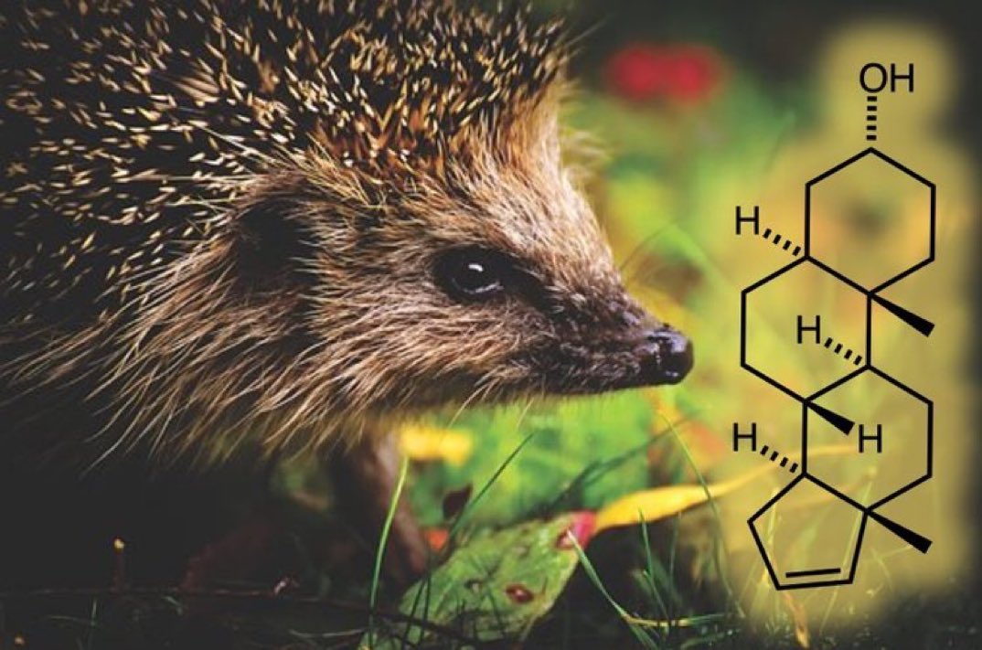 eedcAndy's tweet photo. Go the whole hog #HedgehogDay Hedgehogs cover their spines in frothy spit (self-anointing). It could be a scent camouflage or maybe they like the scent so much they want it on their body, like our 'perfume'. As in pigs, males produce androstenol &amp; they exhale it #inthesamebreath https://t.co/zQ3LF7Hwkt