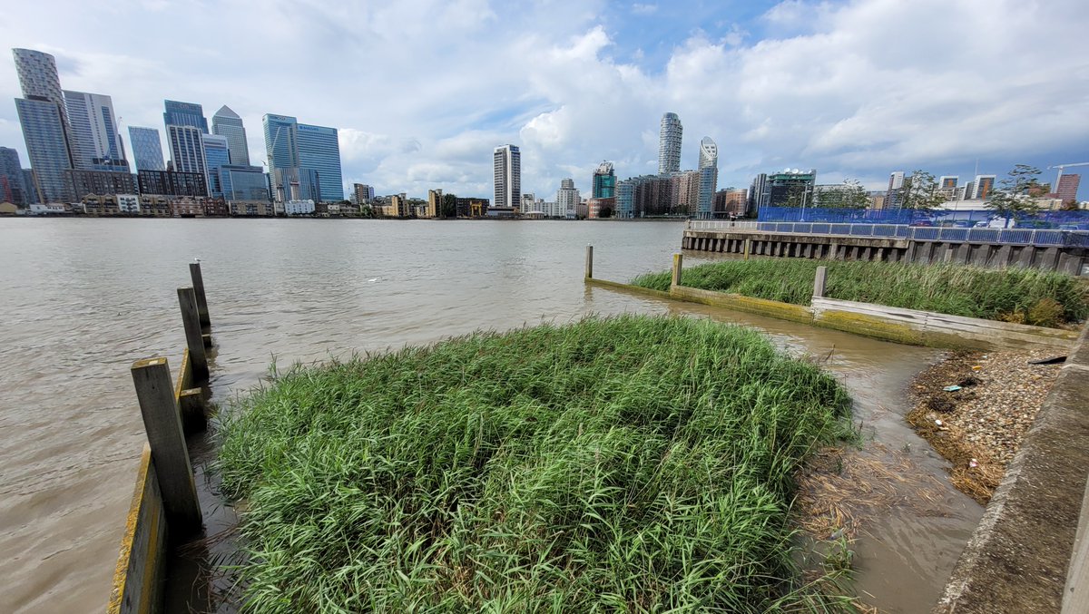 On #WorldWetlandsDay2022 check out our #EstuaryEdges map showing the location of these sites. Estuary Edges are carefully designed intertidal reedbeds implemented around the tidal Thames to encourage habitat creation and connectivity. experience.arcgis.com/experience/b52…