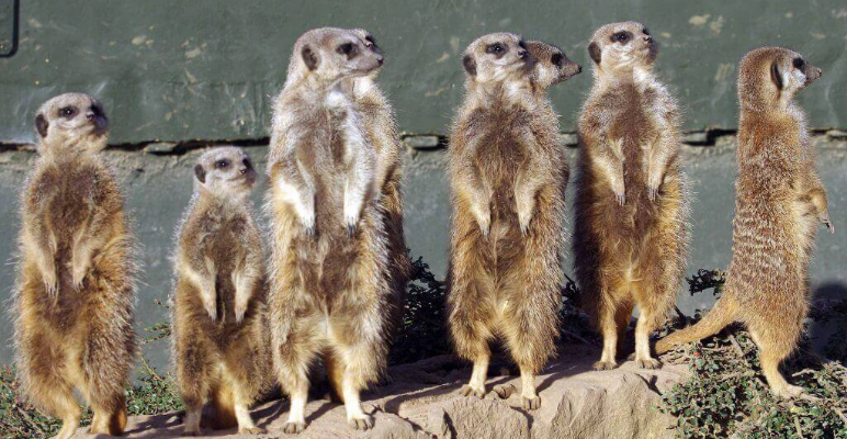 TwycrossZoo's tweet photo. Perm contract, part time or full time hrs whichever you prefer! Flex with days worked if working less than 5 days per week.

🐵🦒 No prev. cleaning experience required

Info: https://t.co/AfVMGG2Moy 

#JobsinZoos #Atherstone #TwycrossZoo https://t.co/GjDDno1Sbp