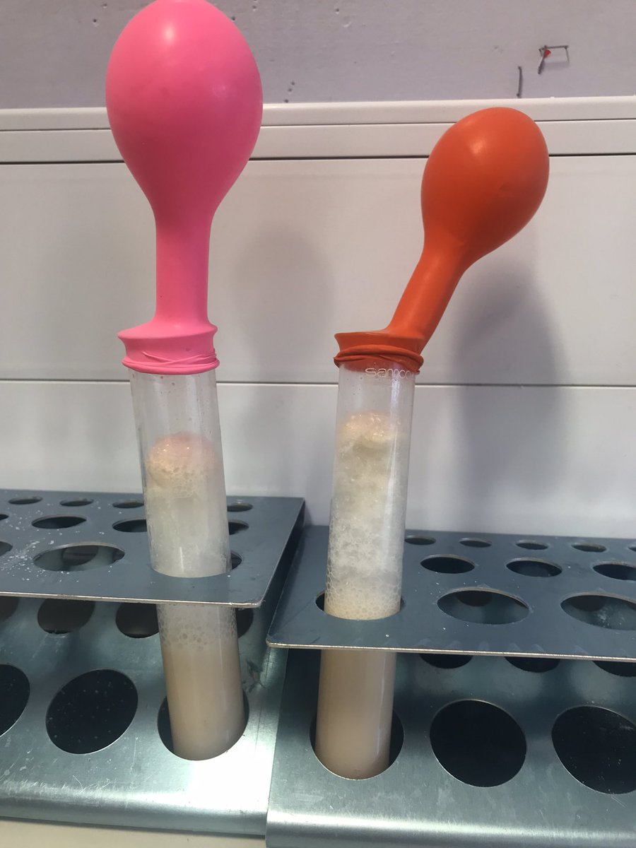 S3 investigating yeast and fermentation with a classic yeasty balloon experiment #microbiology #fungi <a href="/JohnstoneHighSc/">Johnstone H.S.</a>