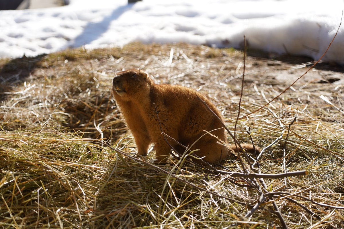 moscowgov's tweet photo. Winter is with us for a long time. Reliable source 👌🏻 
 
Groundhogs in the Moscow Zoo again overslept their own holiday. 
 
Just in case, we remind you how they look when they are not sleeping (yes, this happens).

📷 @moscowzoo 
 
#animals #GroundhogDay #zoo #city #Moscow https://t.co/fctVpq2tHi