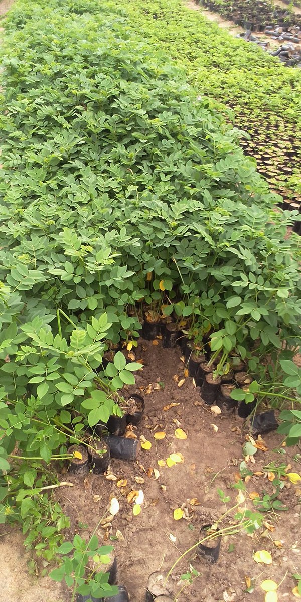 Happy world #WetlandsDay to #WorldWetlandsRun <a href="/minaguli/">Mina Guli</a> <a href="/IWMI_/">IWMI</a> <a href="/climateWWF/">WWF Climate & Energy</a> <a href="/GYBN_CBD/">Global Youth Biodiversity Network (GYBN)</a> <a href="/UNEP/">UN Environment Programme</a>