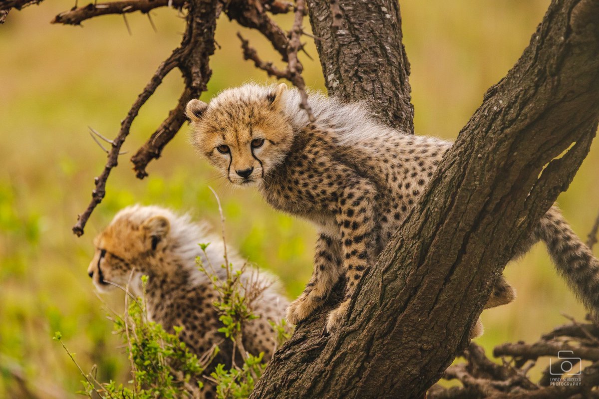 Finally home and getting around to editing — who wants to see Africa photos? 
🇰🇪🦁🐘🦒🐆
#Africa #Kenya #Safari #WildlifeWednesday #TeamCanon #CanonMirrorless