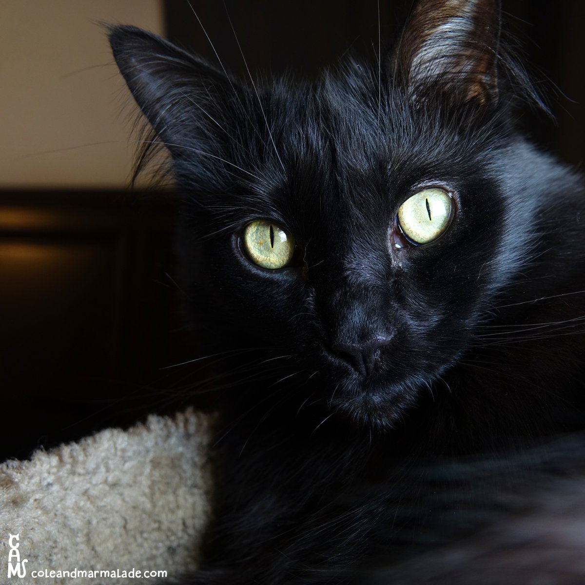 He sure was a handsome house panther!