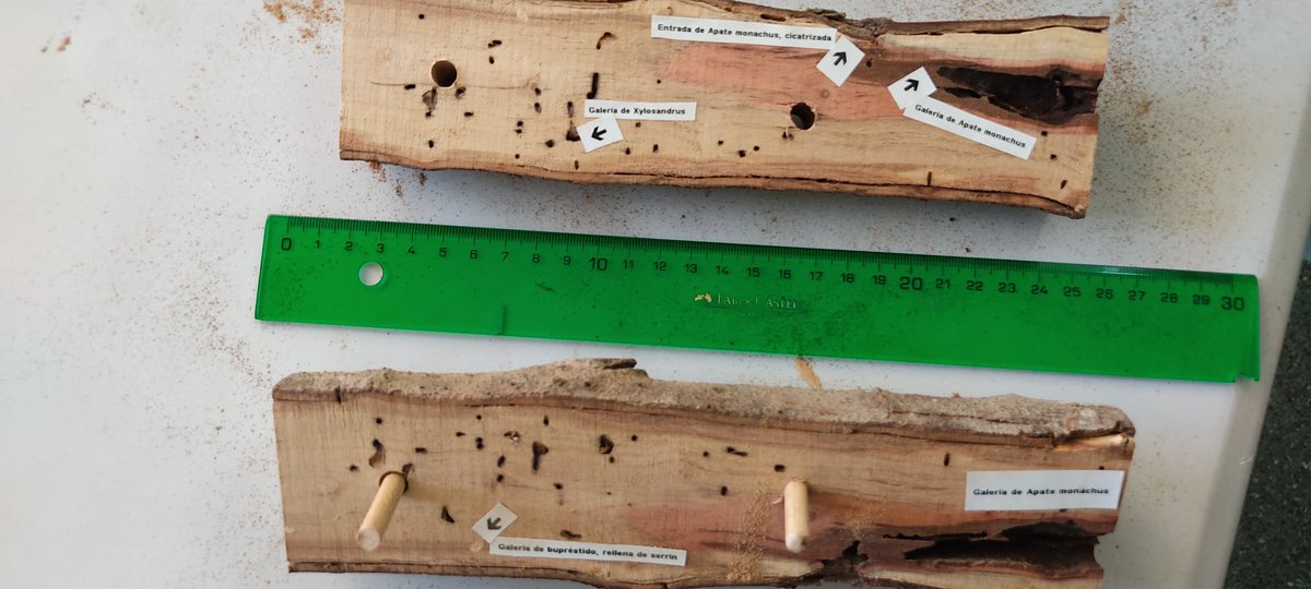 LifeSamfix's tweet image. The past two days we had the Tree Day in #Spain with a conference of Life #Samfix in Callosa d&apos;en Sarrià (province of #Alicante).
The meeting involved the students of IES Rodolfo Llopis with the aim of raising awareness of the problem of invasive exotic beetles. @LIFEprogramme