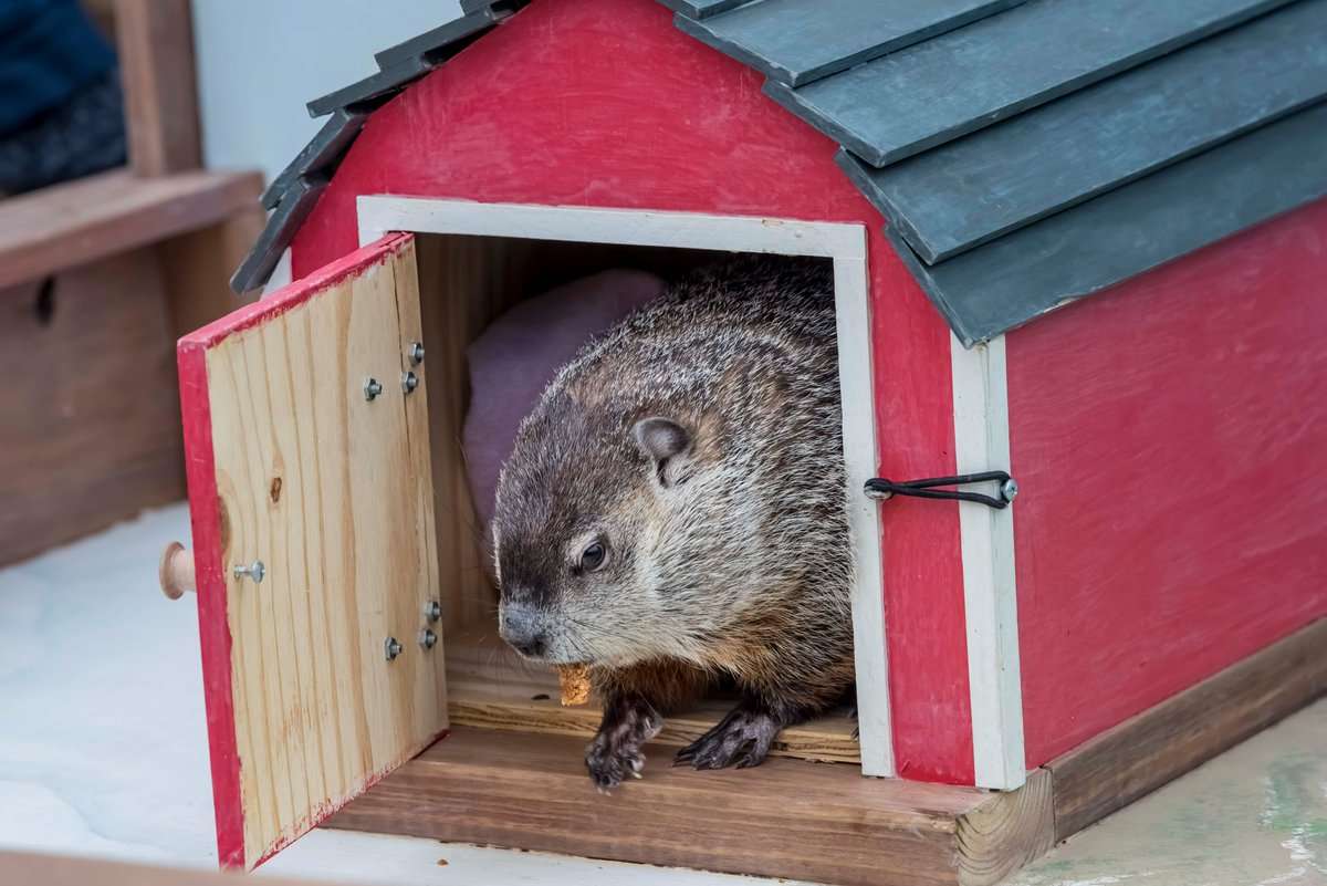 MilwaukeeCoZoo's tweet photo. Early Spring! Gordy the groundhog did not see his shadow! Thanks @DavidCrowleyWI for hosting the event!
#GroundhogDay #GordytheGroundhog #wiwx #MKEZoo https://t.co/MNN3B6qc6R