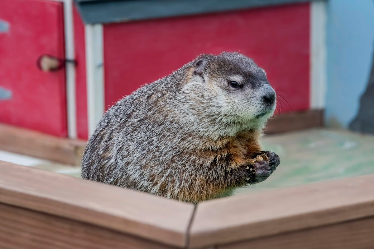 MilwaukeeCoZoo's tweet photo. Early Spring! Gordy the groundhog did not see his shadow! Thanks @DavidCrowleyWI for hosting the event!
#GroundhogDay #GordytheGroundhog #wiwx #MKEZoo https://t.co/MNN3B6qc6R