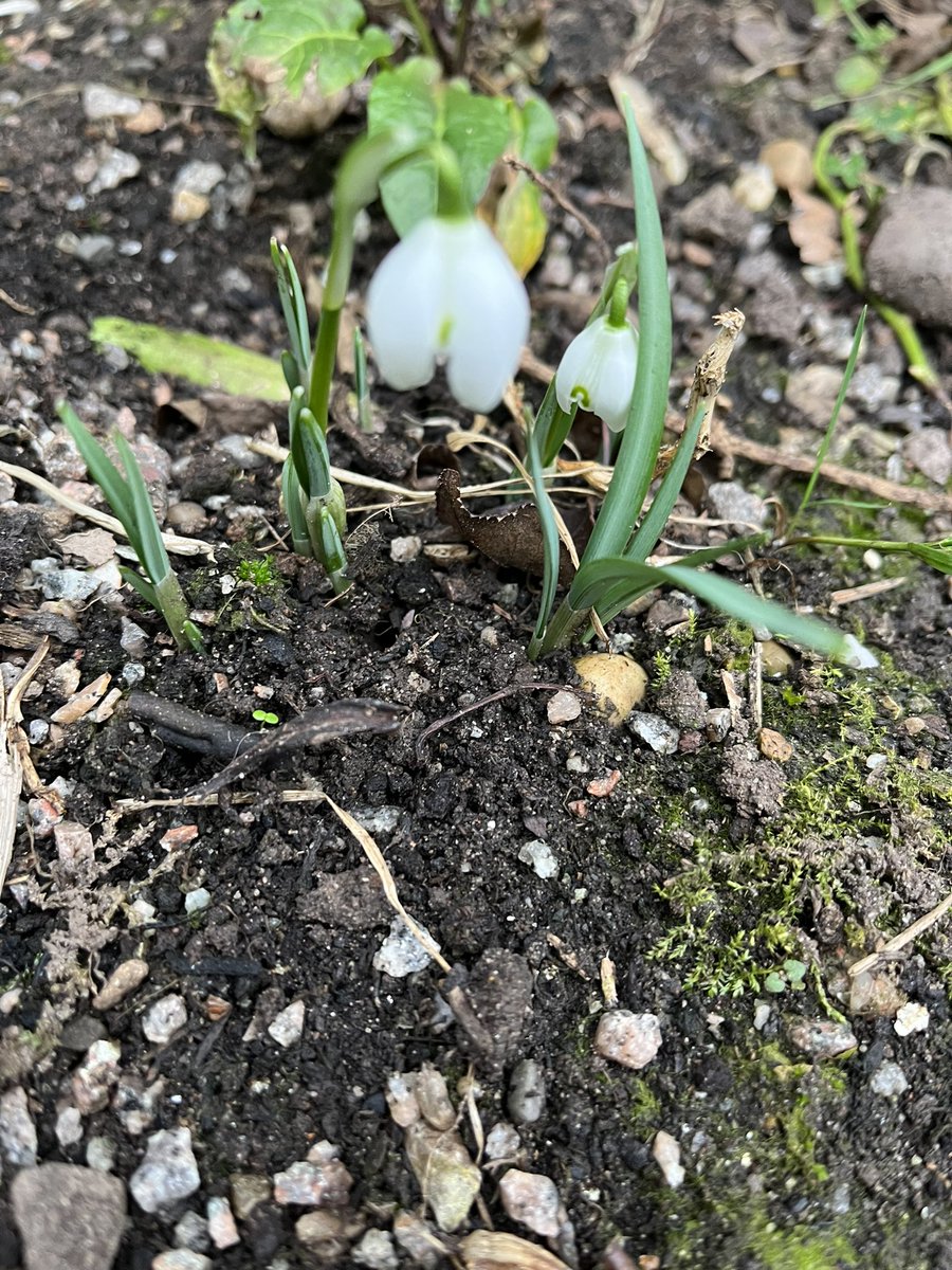 LindaNevillprnt's tweet photo. Signs of Spring. @offsite9 #BoundaryWay @artsandhealth https://t.co/hym4pcPTLv