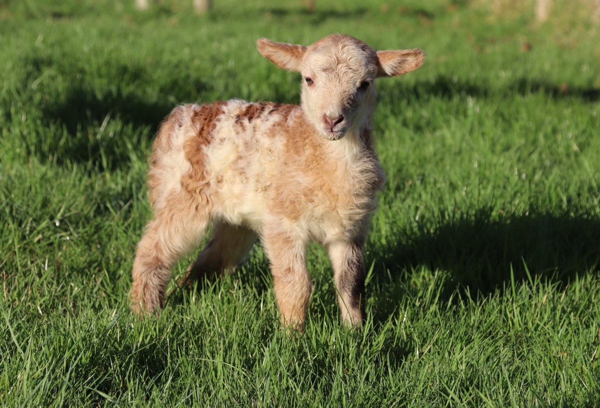 Farmily_buckets's tweet photo. Dotty-Do ๐
Only a week old but already a character around the farm.
#caenhillcc #dottydothesheep #lamb #orphanlamb #babysheep #farm #weekold https://t.co/nwmFDYSQXn
