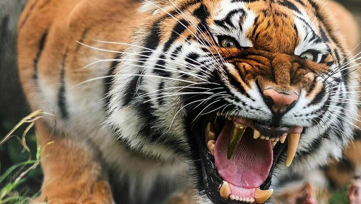 Tzunnare tweet media