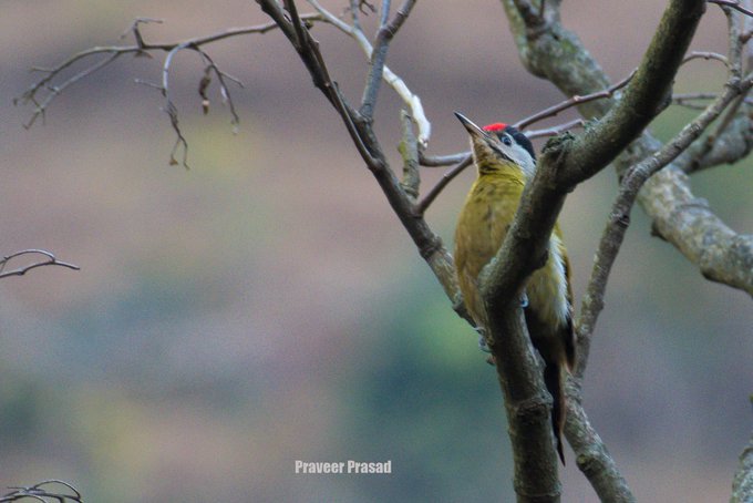 Gray-headed Woodpecker beautiful
