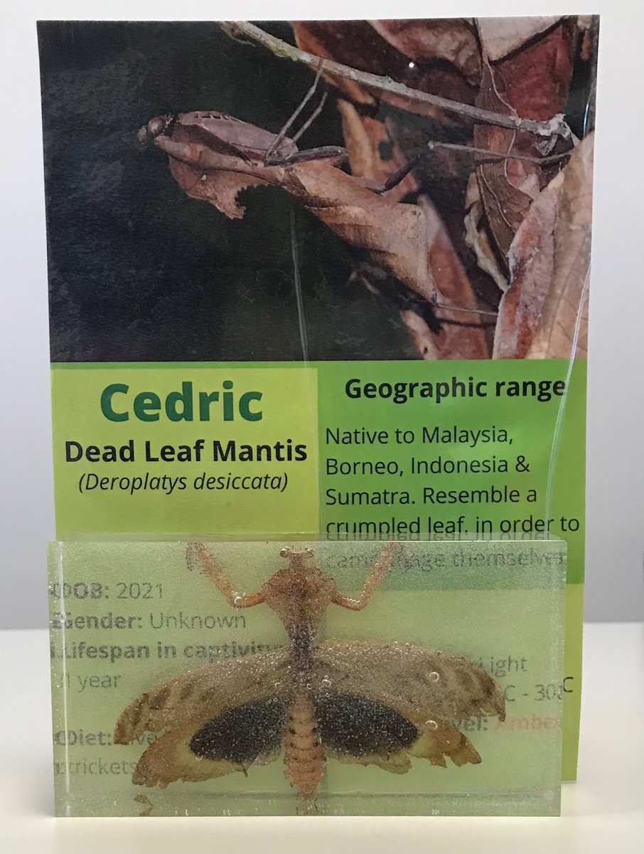 HelenEd96948512's tweet photo. And he’s finally set in resin! Just a shame about the bubbles, but not bad for a first attempt.🪲#prayingmantis #resin https://t.co/0cmiogvGq3