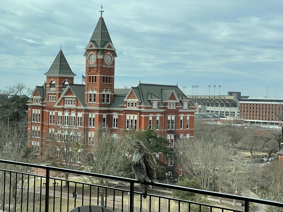 bigaub's tweet image. War Eagle from the balcony of The Whatley.  This hawk was enjoying the view of Toomer’s Corner and the campus of @AuburnU the day after @AuburnMBB’s 100-81 win over @AlabamaMBB.  #shotoniphone (through a window). @tim_cook