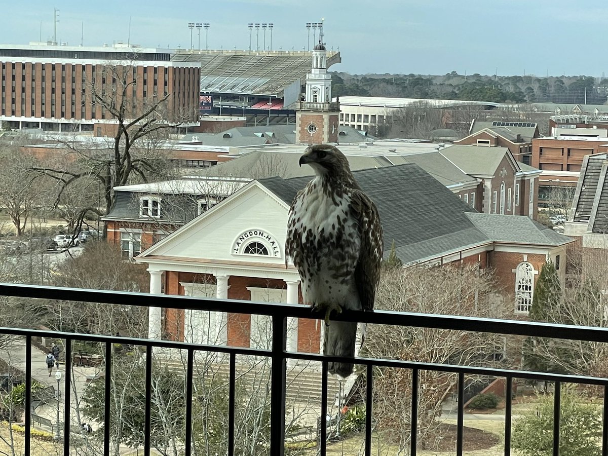 bigaub's tweet image. War Eagle from the balcony of The Whatley.  This hawk was enjoying the view of Toomer’s Corner and the campus of @AuburnU the day after @AuburnMBB’s 100-81 win over @AlabamaMBB.  #shotoniphone (through a window). @tim_cook
