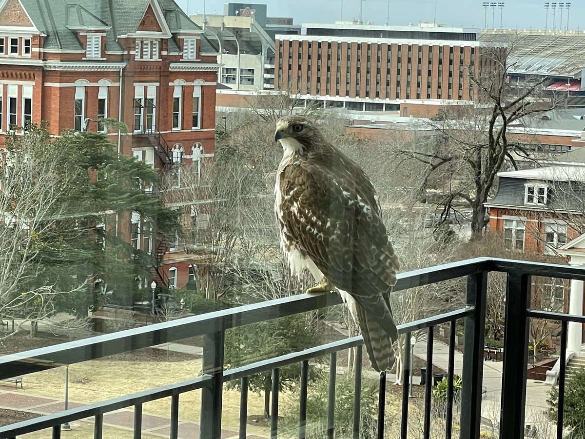 bigaub's tweet image. War Eagle from the balcony of The Whatley.  This hawk was enjoying the view of Toomer’s Corner and the campus of @AuburnU the day after @AuburnMBB’s 100-81 win over @AlabamaMBB.  #shotoniphone (through a window). @tim_cook